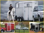 Ifor Williams Pferdeanhänger HB506| Frontausstieg | Klappenkombi| Schwarz-Neu – Bild 2